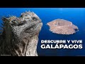 Las Islas Galápagos | Un mundo de especies fascinantes.  #ecuador