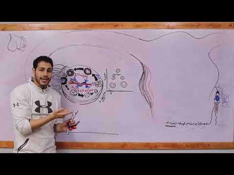 التكاثر في الانسان الاخصاب الجزء الاول دكتور هوبا ثانويه عامه 2022