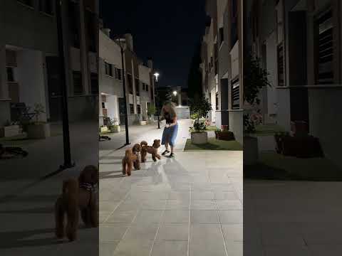 la madre de martina jugando con los perros #short #shorts