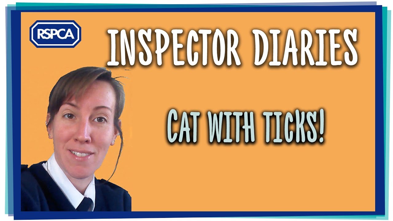 cruelty free kiko Cat with ticks!