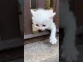 #KittenShorts#CuteAnimals#SadStory#AnimalLovers#CatVideos