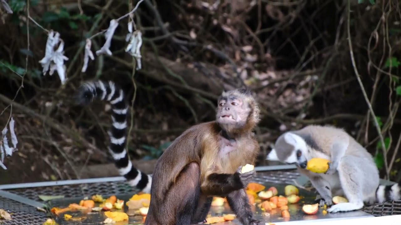 Monkey Eating Fresh Fruits  Healthy Lifestyle