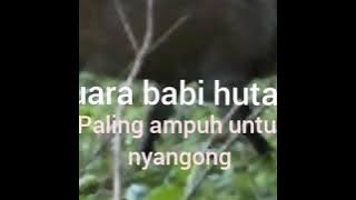 Suara babi hutan