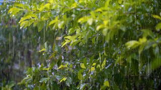 녹색 식물에 내리는 잔잔한 빗소리 / 깊은 잠, 불면증 극복을 위한 빗소리 ASMR