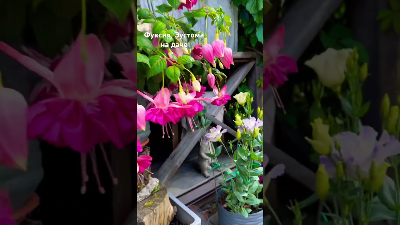 ФУКСИЯ, ЭУСТОМА: ЦВЕТЫ НА ДАЧЕ 