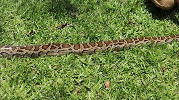 rescued and released of Indian rock python.