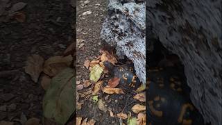 Short Eastern Box Turtle Care Guide