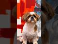 #shihtzu #grooming #thrissur#youtubeviralshorts #kerala