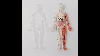 WIKIPEDIA EDUCATIONAL VIDEO | Biological Functions of Nitric Oxide & Health Benefits (Audio Article)