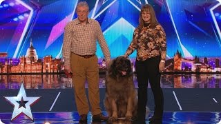 See huge dog Hagrid’s sausage slinging World Record attempt | Britain’s Got More Talent 2017
