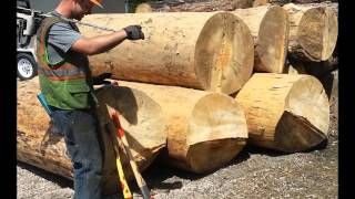 Lake County Disaster Recovery - Timber Fallers