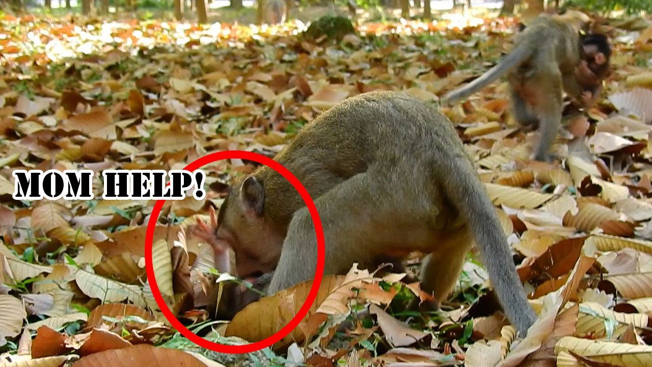 OMG! Why little monkey bite baby monkey Jayden? Jayden cry loudy call mom help now