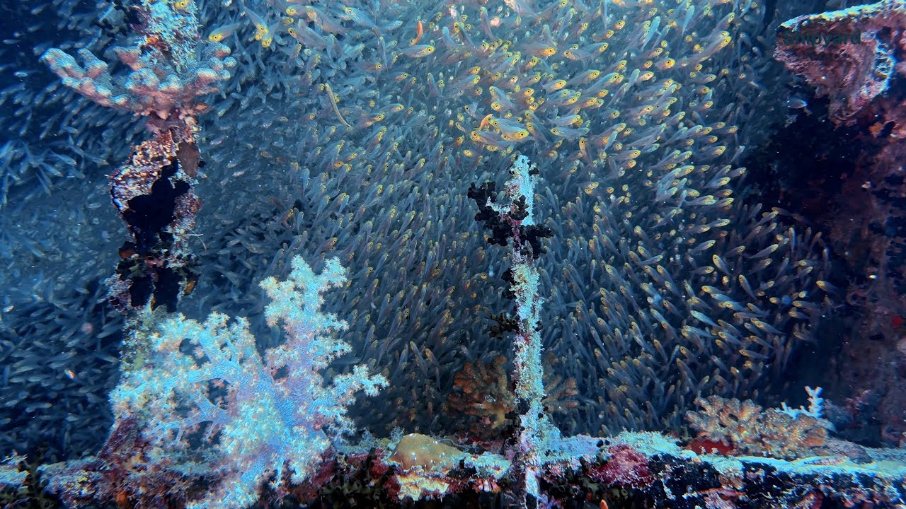 Diving the North Maldives Route with MV Amba