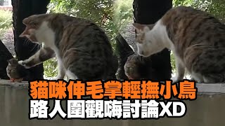 貓咪伸毛掌輕撫小鳥　路人圍觀嗨討論China: Kitten Gently Pets Bird on Wall大陸