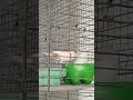 finches #viralvideo #song #birds #shorts