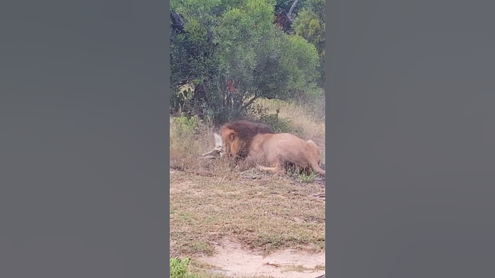 Dramatic Rescue by Hyenas after a Lion Catches one