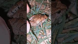 Catch a funny frog | Tep longheng funny frog