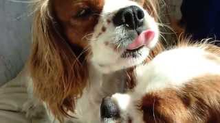 Cavalier Kisses