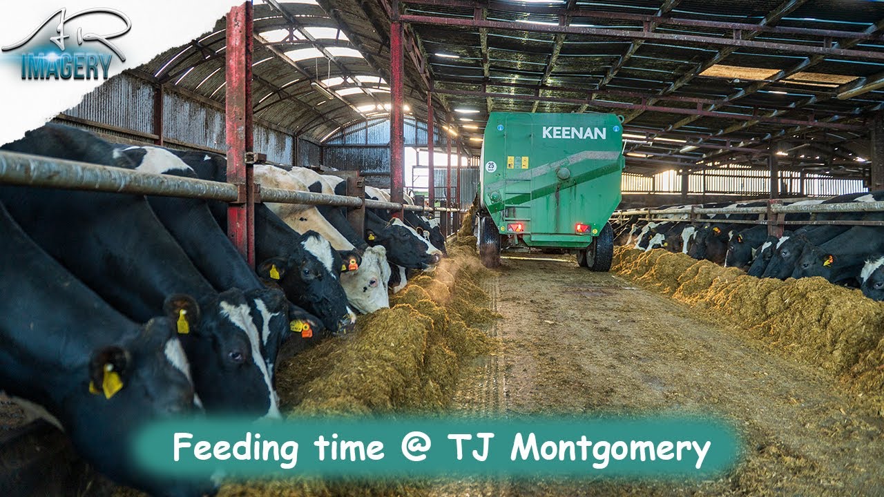 Feeding Dairy Cattle with the Case IH Puma 150 & JCB TM420s