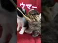 はじめてのメシウマ〜で可愛いが大渋滞✨
