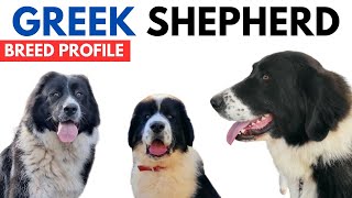 Greek Shepherd Breed Profile History  Price  Traits  Greek ShepherdDog Grooming Needs  Lifespan