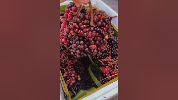 Làm rượu Nho rừng, #shortsvideo #ponguyễn #ănvặtlâmfood #relaxing #shortsfeed #shortfeed #shorts