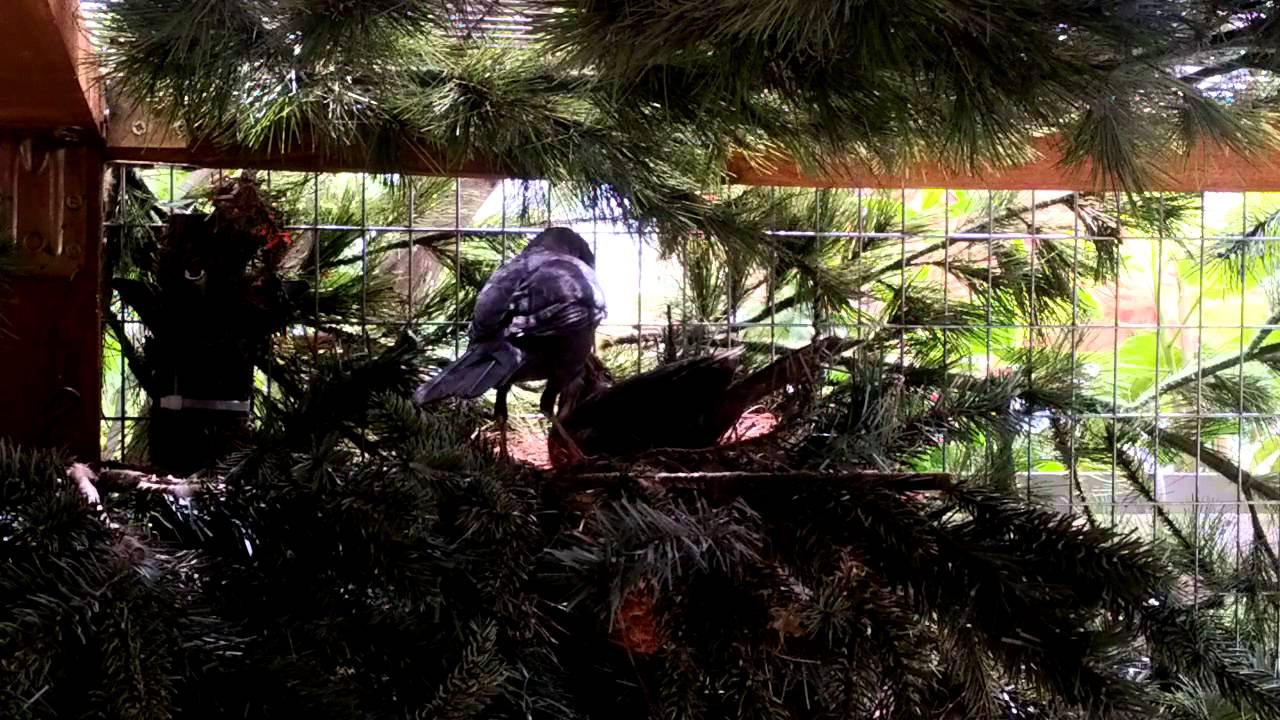 Common blackbird feeding female