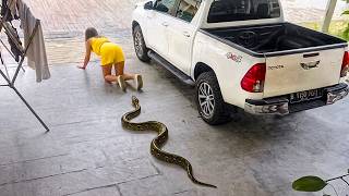 Damn Nature You Scary | Rare and Scary Animal Encounters