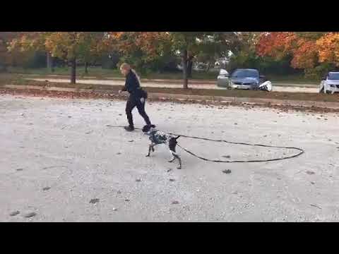 Video: Ciklus varno s svojim psa zahvaljujoč bicikelu