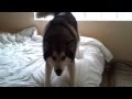 Malamute Attack!