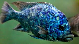 How To Keep Star Sapphire Cichlids Complete Care & Breeding Guide