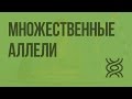 Множественные аллели. Анализирующее скрещивание. Видеоурок по биологии 10 класс