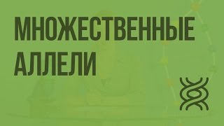 Множественные аллели. Анализирующее скрещивание. Видеоурок по биологии 10 класс