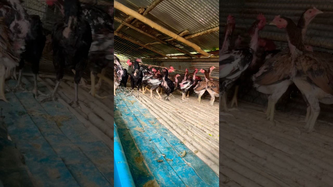 Many kitchen on the farm so amazing pets 