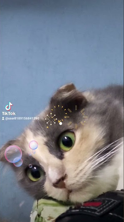 miau.popo main mata...