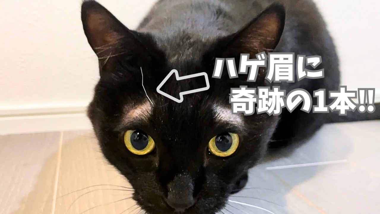 甘えるだけじゃない！黒猫つーちゃんのもう一つの特徴