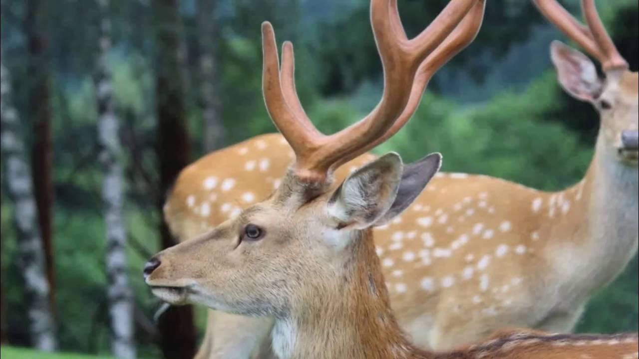 Агропустынь оленья ферма. Олений клуб. Олений клуб. Оленья гора в себежском районе. Олень гора в красноярске.
