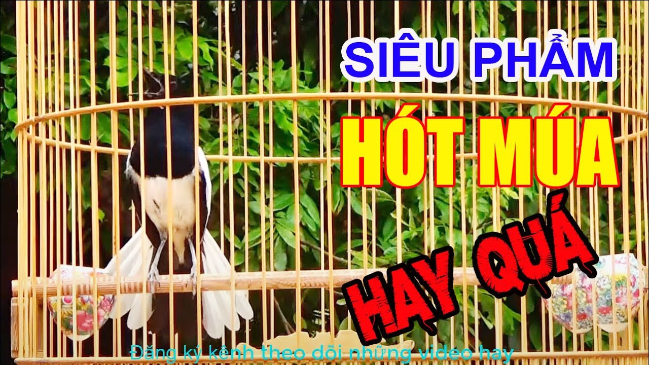 Chòe than mồi || HUÝT - CHẸP - CHẸP || RÍT - KHÈ || KÍCH CHIM RỪNG VỀ ĐẤU || ÂM CHUẨN NHẤT.C298