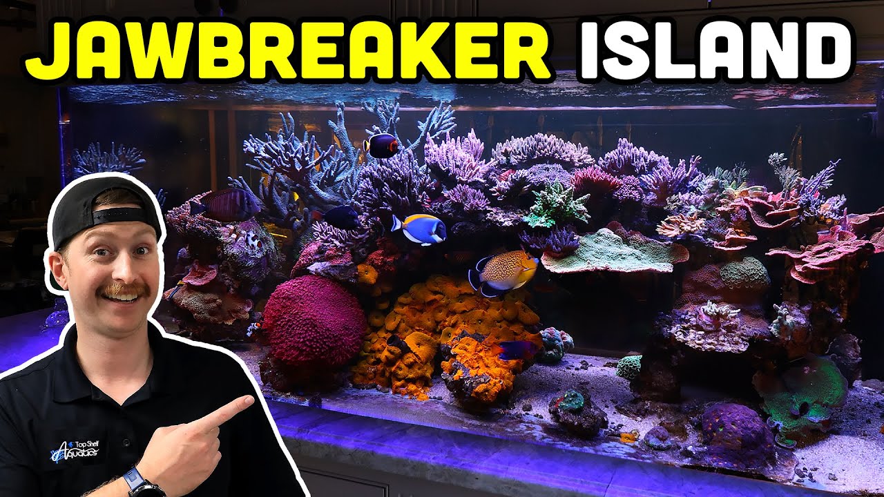 10+ YEAR OLD Reef Tour! How To Keep a SUCCESSFUL Tank!