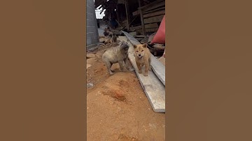 Chất Bản Hoang Dã…..H’mông Cộc Đuôi