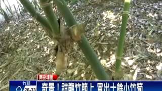 竹筍不從土裡長竟從竹節外冒－民視新聞