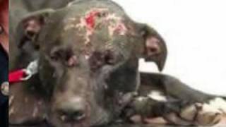 Pitbulls- We need you to fight for us by Kidwell Productions.wmv