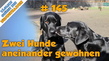 Wie bringt man am besten zwei Hunde zusammen?