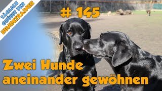 TGH 145 - Zwei Hunde aneinander gewöhnen - Hundeschule Stadtfelle - YouTube
