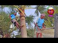 How do you collect toddy palm sap extracted ? Fresh toddy Palm neera Tapped 1st Collection from Tree