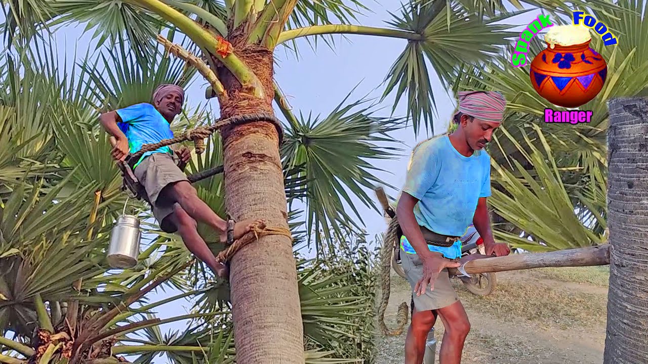 How do you collect toddy palm sap extracted ? Fresh toddy Palm neera ...