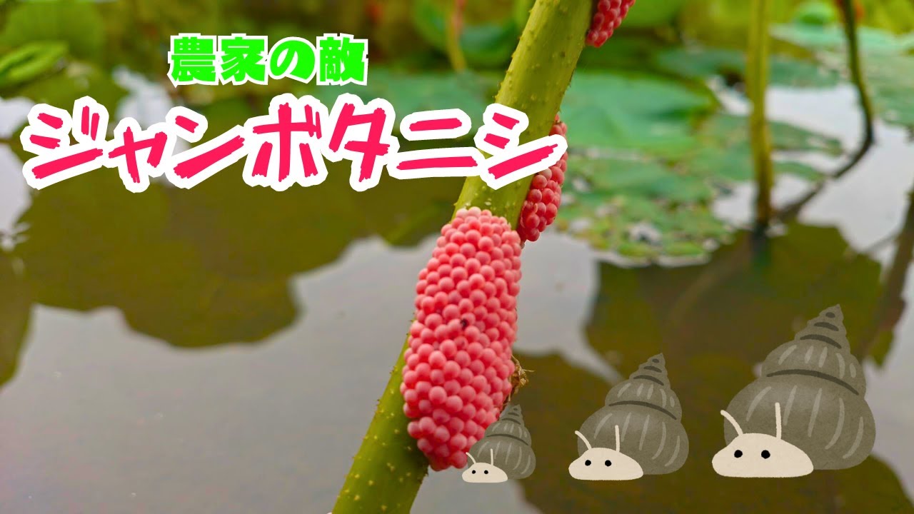 農家の敵ジャンボタニシ！ - YouTube