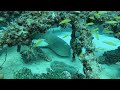 SCUBA DIVING MIAMI - ANCHORAGE ARTIFICIAL REEF