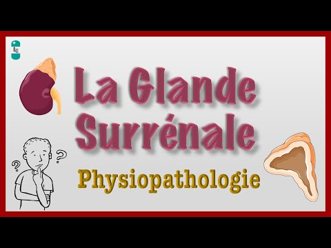 La Glande Surrénale et Physiopathologie