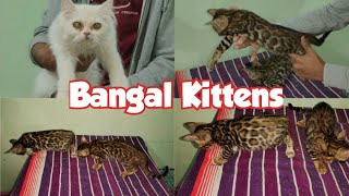 Bangal kittens for sale in Hyderabad at SA Cattery | semi punch face kittens available in Talabkatta
